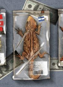 SALIDAS. Entre 2014 y 2023, las tortugas representaron más del 70% de todas las exportaciones de fauna peruana.