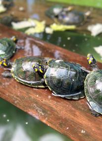 TARICAYAS.  Estas tortugas, que permanecen gran parte de sus vidas en el agua, son una de las principales fuentes de sustento para muchas comunidades que viven en la Amazonía peruana.