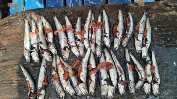 DESOVE. Anchoveta con hueveras expuestas, tras haber sido capturadas por embarcaciones industriales.