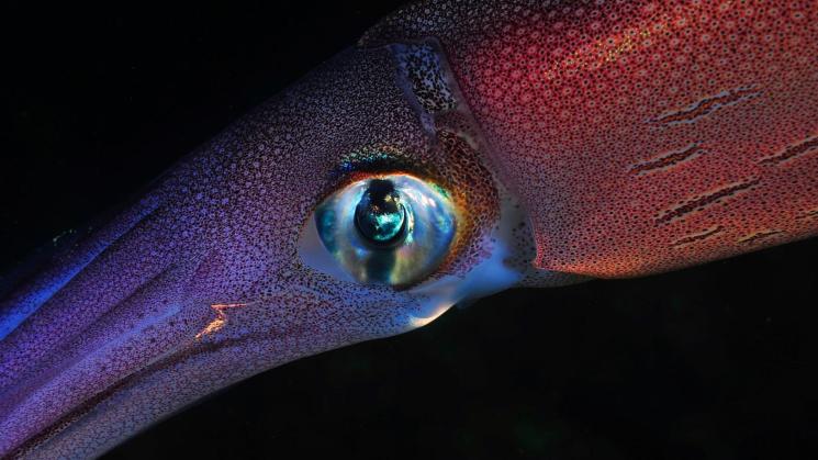 SIN CONTROL. El estudio advierte que los buques operan como una pesquería globalizada que va tras el calamar.