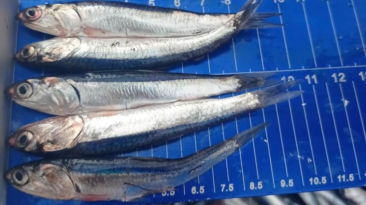 JUVENILES. La biomasa de la anchoveta está compuesta por más del 82 % de juveniles, según los últimos tres estudios del Imarpe.