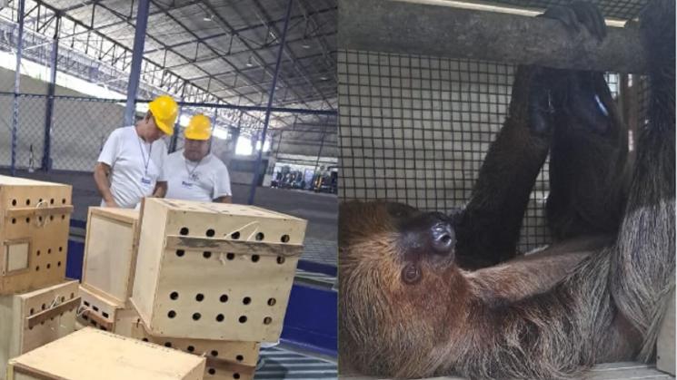 REACCIÓN. La empresaria Lita Ferreyra señala no tener ningún vínculo con el tráfico de fauna. A la fecha, no ha brindado ninguna entrevista a OjoPúblico. 