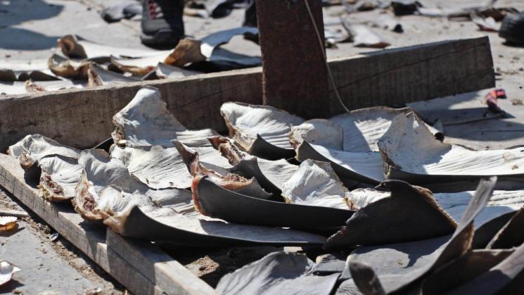 ALERTAS. Análisis encontró discrepancias en cifras de exportaciones en Ecuador.