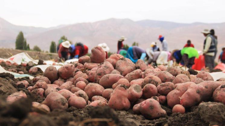 AÑO DE CRISIS. Los agricultores de papa quedaron endeudados ante la pérdida de producción en 2023. 