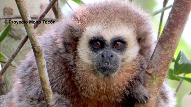 AMENAZADOS. "No podemos seguir mirando cómo perdemos nuestro patrimonio natural", dice César Ipenza. El mono tocón de San Martín es una de las especies más amenazadas en la Amazonía.