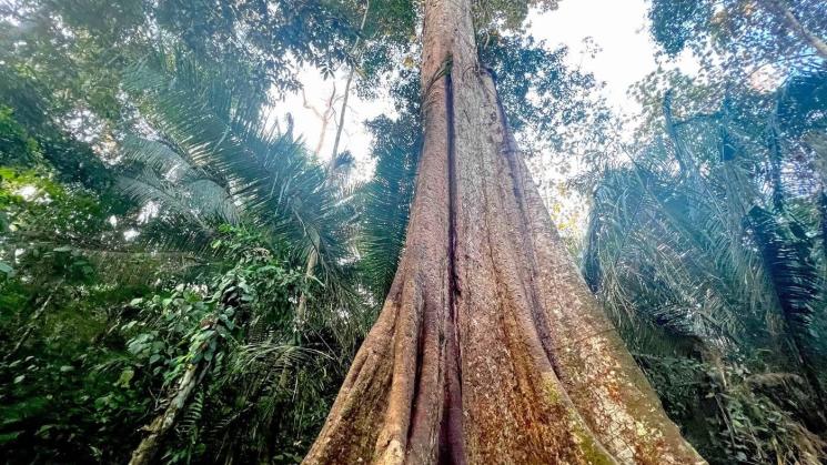 RIESGO. De aprobarse una iniciativa presentada por el Ejecutivo la supervisión del shihuahuaco tendrá limitaciones para el cuidado total de la especie.