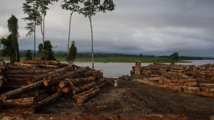 VÍCTIMAS. El registro de Aidesep contabiliza 35 muertes de defensores ambientales desde 2013. Una de las amenazas es la tala ilegal.