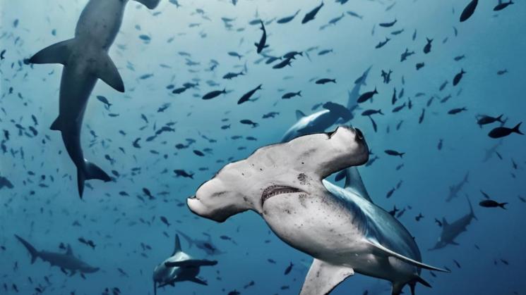 FALENCIAS. Además de falta de planes de gestión, el estudio detectó que solo el 11% de las áreas protegidas tienen como objetivo la conservación de tiburones.