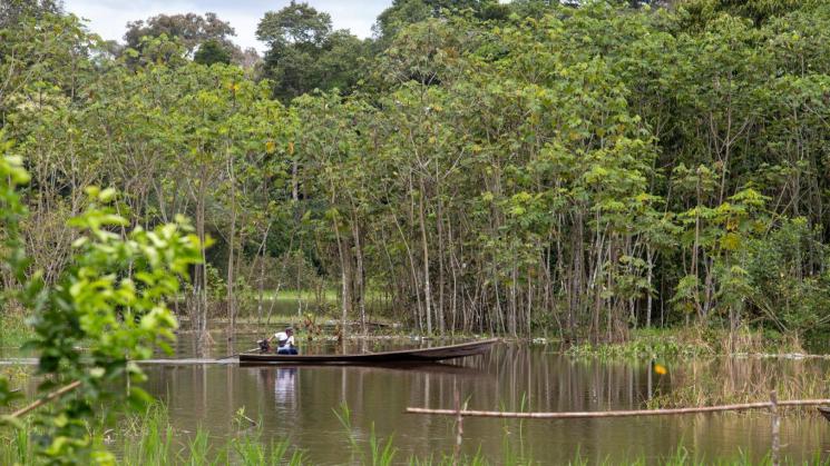 ESTUDIO. Solo la quinta parte de los árboles jóvenes se adapta a temperaturas más cálidas.