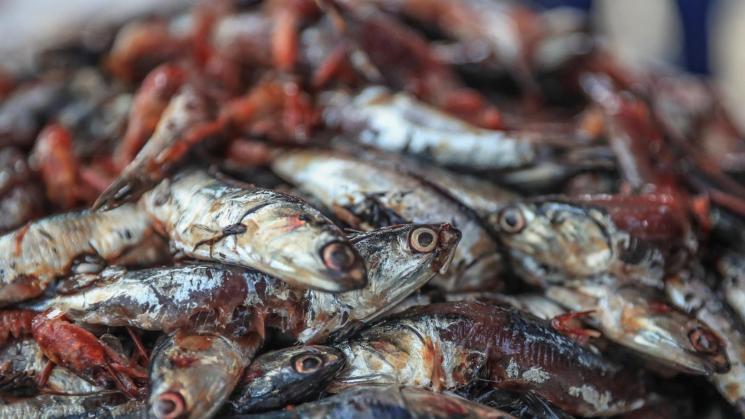 IRREGULAR. Los casos están vinculados a un presunto favorecimiento para empresas que pescaron más anchoveta juvenil que la declarada.