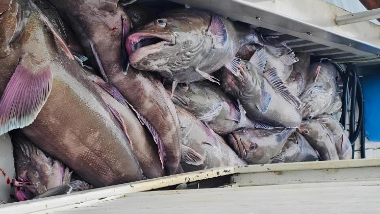 EXTRACCIÓN. Para 2026, Produce estableció que la cuota de captura de bacalao de profundidad es de 170 toneladas.