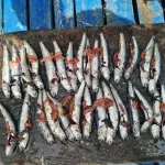 DESOVE. Anchoveta con hueveras expuestas, tras haber sido capturadas por embarcaciones industriales.