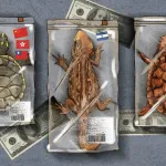 SALIDAS. Entre 2014 y 2023, las tortugas representaron más del 70% de todas las exportaciones de fauna peruana.