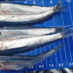 JUVENILES. La biomasa de la anchoveta está compuesta por más del 82 % de juveniles, según los últimos tres estudios del Imarpe.