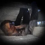 INTERVENCIÓN. 38 osos (entre perezosos y hormigueros) tenían como destino Dubai pero no se les permitió salir del Perú por tener una autorización de origen declarada nula.