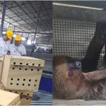 REACCIÓN. La empresaria Lita Ferreyra señala no tener ningún vínculo con el tráfico de fauna. A la fecha, no ha brindado ninguna entrevista a OjoPúblico. 