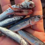 JUVENILES. La primera pesca exploratoria, en junio, se suspendió antes de lo previsto por bajo tamaño de los ejemplares. En la segunda, esto no ocurrió pese a los reclamos. 