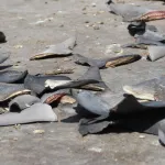 IRREGULARES. El accionar de los funcionarios permitió que se exporten aletas de tiburón por más de USD 883.000. Su procedencia legal no estaba sustentada.