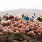 AÑO DE CRISIS. Los agricultores de papa quedaron endeudados ante la pérdida de producción en 2023. 