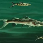 AMENAZA. Los grandes bagres se desplazan por los principales ríos de la Amazonía, sus ejemplares más pequeños son muy valorados en los mercados de Asia.