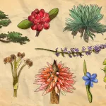 PIONERA. Si bien se creía que las zonas más diversas cuentan con más variedades de plantas usadas, un reciente estudio ha aportado evidencia científica para comprobarlo.