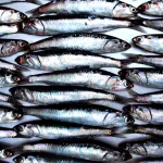 RELEGADO. El consumo humano directo de anchoveta no es priorizado por el Estado peruano.