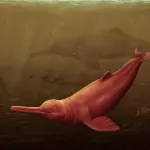 PEBANISTA YACURUNA. Se trata del odontoceto de agua dulce más grande conocido hasta ahora.