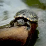 FAUNA. La principal exportadora de tortugas taricayas del Perú enfrenta una demanda con la que podría perder ocho inmuebles por presunto tráfico de especies.