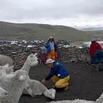 PREOCUPACIÓN. Familias alpaqueras de Pusa Pusa temen que el Midagri desconozca los compromisos asumidos por la ejecución de Majes Siguas II.
