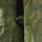 RIESGO. El mono musmuqui es una especie nocturna vulnerable. Los habitantes de la comunidad Cushillo Cocha, en Loreto, piden su protección.
