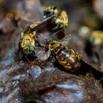 DEFENSORAS DEL BOSQUE. A través de la polinización, las abejas sin aguijón ayudan a aumentar la producción de frutos y luchar contra la deforestación.