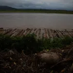 DIFERENCIAS. El Organismo de Supervisión de Recursos Forestales tiene un índice de ilegalidad inferior a los resultados de dos algoritmos presentados en los últimos meses.