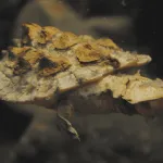 VULNERABLES. Las matamata tienen la cabeza aplanada en forma de flecha y una nariz en forma de snorkel, que les permite respirar con mayor facilidad en las aguas pandas.