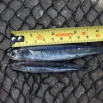 ANCHOVETA. Pesqueras habían declarado una captura de juveniles entre 10,83 y 55,47 puntos porcentuales menor a lo encontrado.