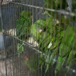 PROTECCIÓN. Perú asistirá a la Conferencia de las Partes de Biodiversidad, un evento internacional clave para enfrentar el tráfico de especies forestales y de fauna.