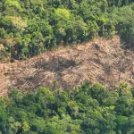 AVANCE. En distritos donde se encuentran reservas indígenas transitadas por pueblos en aislamiento aumentó la pérdida de bosques y cultivos de hoja de coca.