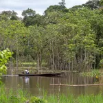 ESTUDIO. Solo la quinta parte de los árboles jóvenes se adapta a temperaturas más cálidas.
