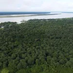 AMENAZAS AL BOSQUE. En la provincia de Mariscal Ramón Castilla, los cultivos de coca se triplicaron entre 2019 y 2024.