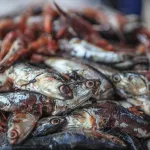 IRREGULAR. Los casos están vinculados a un presunto favorecimiento para empresas que pescaron más anchoveta juvenil que la declarada.