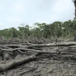 SALUD. La deforestación en la Amazonía está vinculada a 21 enfermedades. Venezuela, Surinam y Perú son los países más afectados por ellas.