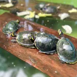 TARICAYAS.  Estas tortugas, que permanecen gran parte de sus vidas en el agua, son una de las principales fuentes de sustento para muchas comunidades que viven en la Amazonía peruana.