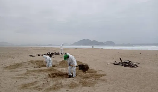 CONTAGIOS. Los brotes de la influenza aviar en especies de corral y silvestres se han identificado en ocho países en América Latina.