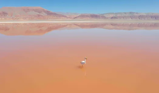 PELIGRO. La población de flamencos en el desierto de Atacama disminuyó en los últimos años.