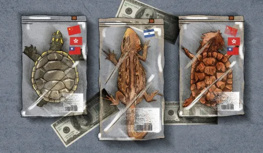 SALIDAS. Entre 2014 y 2023, las tortugas representaron más del 70% de todas las exportaciones de fauna peruana.