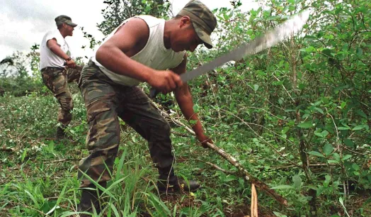 AMAZONÍA. Según el informe de Devida, el mayor incremento de cultivos de hoja de coca se registró en las fronteras con Colombia y Brasil.