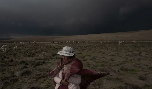 OLVIDO. La cadena productiva de la alpaca no resulta rentable para las familias que crían rebaños pequeños, pero la mayoría de productores en Perú lo son.