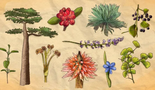 PIONERA. Si bien se creía que las zonas más diversas cuentan con más variedades de plantas usadas, un reciente estudio ha aportado evidencia científica para comprobarlo.