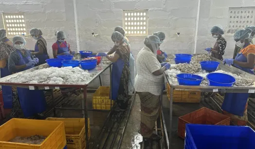 DETRÁS DE LA INDUSTRIA. En 2021, India exportó de casi la cuarta parte de todo el langostino que se vende al mundo.