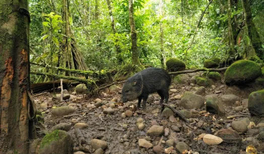 INNOVADOR. La toma de muestras de aire para analizar la biodiversidad es una de las técnicas consideradas en la metabarcodificación de ADN ambiental.