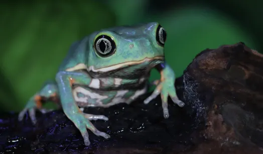 BIODIVERSIDAD. La secreción de la conocida rana kambó ha sido utilizada durante generaciones por comunidades indígenas de la Amazonía como analgésico y antibiótico. 